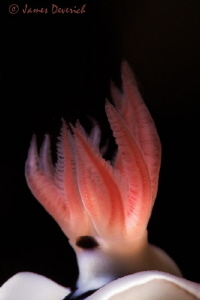 The Flame / Gill's of Chromodoris Wilani. Shot with 105 &... by James Deverich 